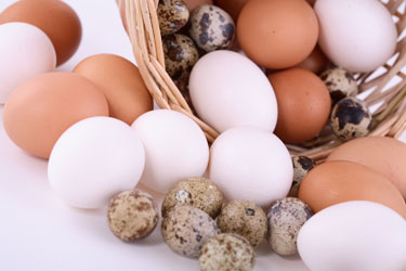 Fresh Local Eggs - Asheville City Chickens