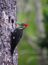 Beaver Lake Bird Sanctuary - Asheville NC